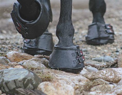 horses hooves healthy  natural  horse  rider