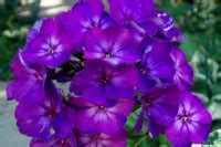 Самые красивые растения с фиолетовыми цветами | LADY ADVANCE