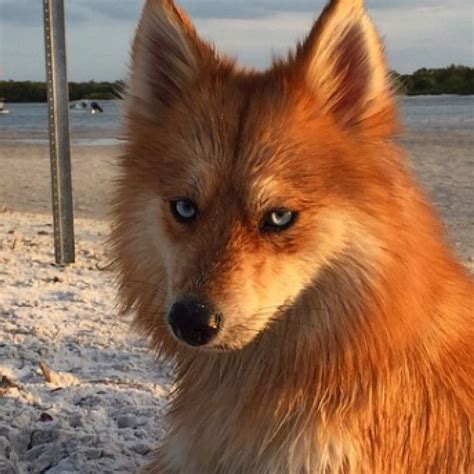 Full Grown Husky Pomeranian Mix