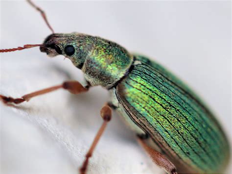 Käfer - Bild 97 Bildergalerie Kaefer 12