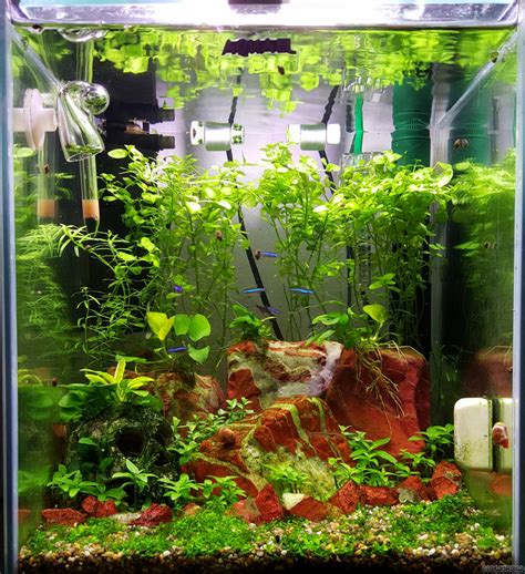 30l Nano Aquarium Flowgrow Aquascape Aquarium Database