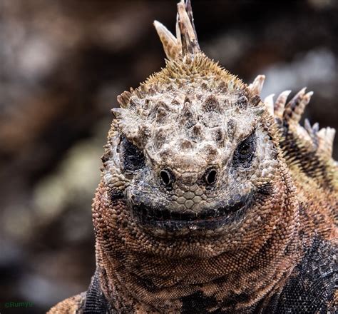 Galapagos Islands | Galapagos Marine Iguana