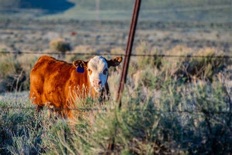 Brown Highland Cattle On Field Of Grass · Free Stock Photo