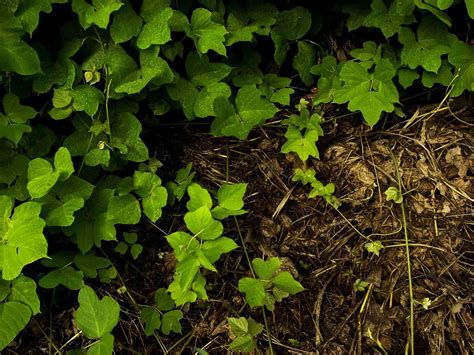 Introduced Species Kudzu