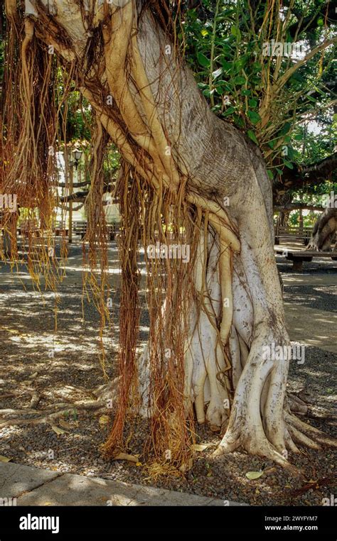 Banyan Tree Hawaii Hi Res Stock Photography And Images Alamy