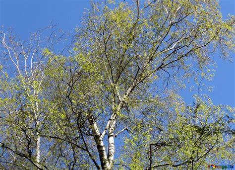 Береза весной картинки для детей