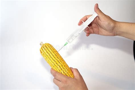 Genetically Modified Organism Corn Stock Photo Image Of Corn