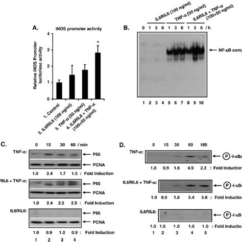 Involvement Of C Jun And C Fos In Ap 1 Complex Activated By Download Scientific Diagram