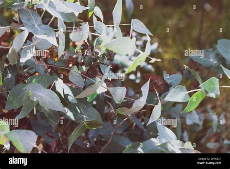 Native Australian Eucalyptus Tree Outdoor Shot Along A Beautiful Bush Track At Shallow Depth Of