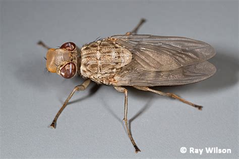 Tsetse Fly Glossina Morsitans And G Palpalis