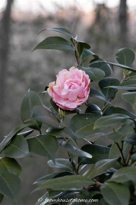 Winter Flowering Plants: The Best Perennials And Shrubs For Your Winter