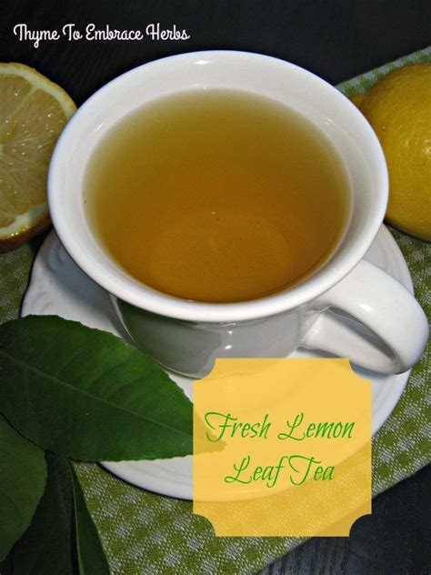 Fresh Lemon Leaf Tea Thyme To Embrace Herbs Lemon Leaves Fresh