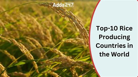 Top-10 Rice Producing Countries in the World 2024