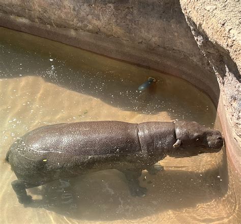 Pygmy Hippopotamus Zoochat