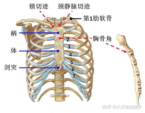 第4课：骨各论 躯干骨 知乎