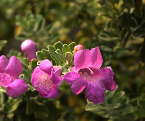 How to grow Texas sage – for a native evergreen shrub…