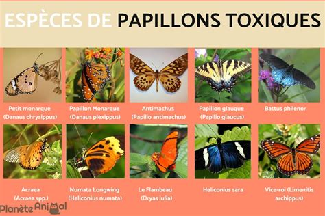 18 ESPÈCES de PAPILLONS TOXIQUES avec PHOTOS