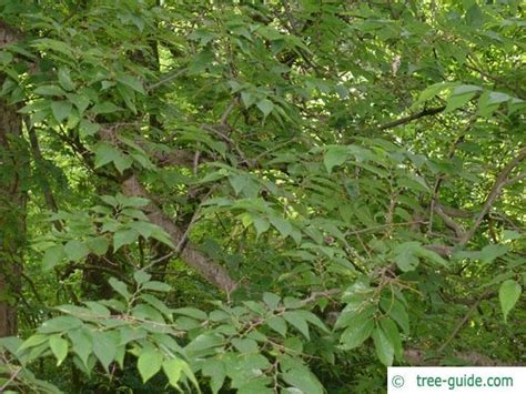 Common Hackberry | Celtis occidentalis