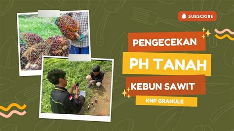 Proses Pengecekan Ph Tanah Pada Kebun Kelapa Sawit Youtube