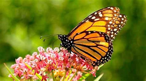 Noticiero Panorama Queretano Superficie De La Mariposa Monarca