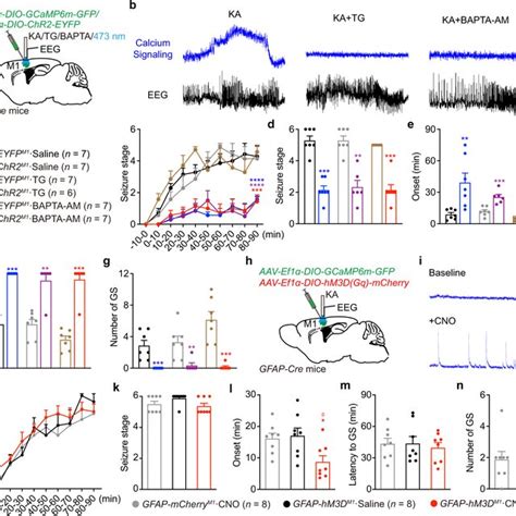 Optogenetic Stimulation Of Chr2 Expressing Astrocytes Attenuates