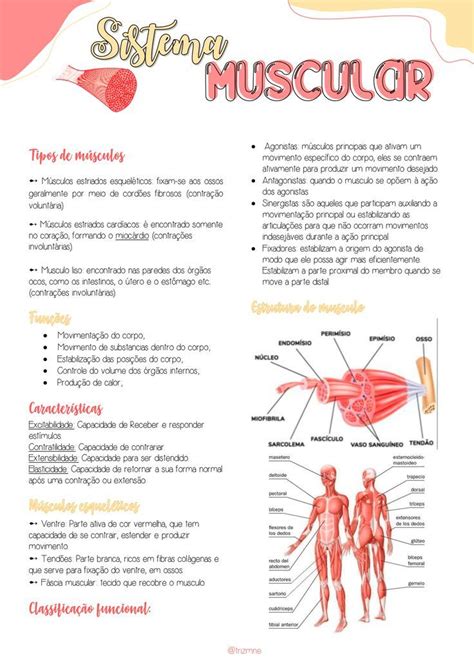 Resumo Sistema Muscular Enseñanza Biología Sistema Muscular Anatomia