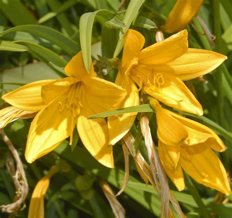 Лилейник лимонно-жёлтый | Волшебные садовники