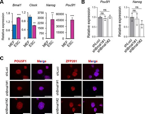 Bmal1 Coordinates Energy Metabolism And Differentiation Of Pluripotent