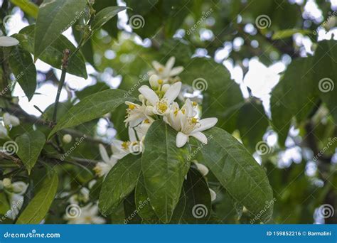 Flor Estacional De Naranjo Flores Blancas Con Fuerte Olor Foto De