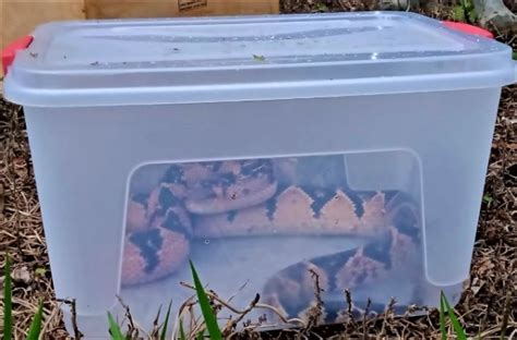 Maior serpente peçonhenta da América Latina é capturada em Juína