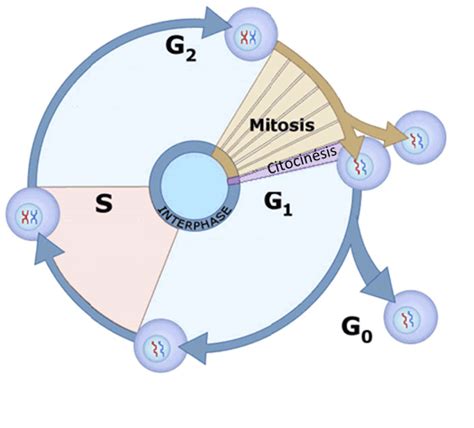Ciclo Celular Diagram Quizlet