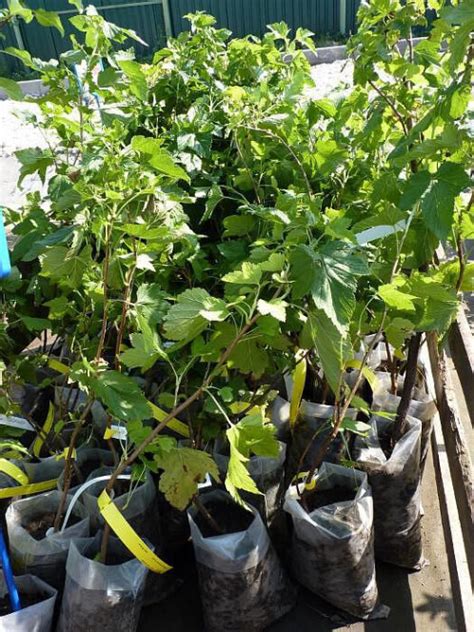 Смородина Дачница (черная)