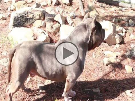 meet pratts pits  legendary american bully kennel  california american bully daily
