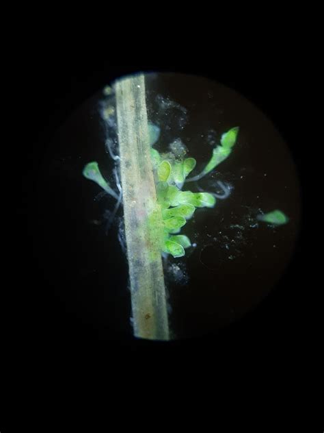 Такие разные Трубачи... | Пикабу