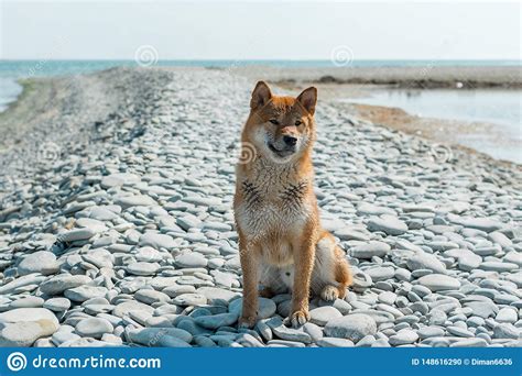 Perro Pedigr Joven Que Descansa Sobre La Playa Perro Rojo Del Inu Del