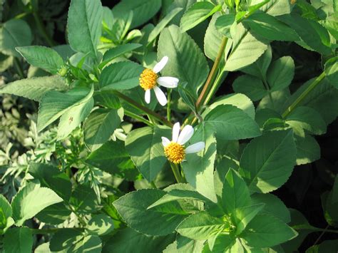 Череда (107 фото) » НА ДАЧЕ ФОТО