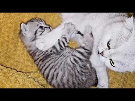 Мама кошка ухаживает за котятами ночью, а днем они спят - YouTube