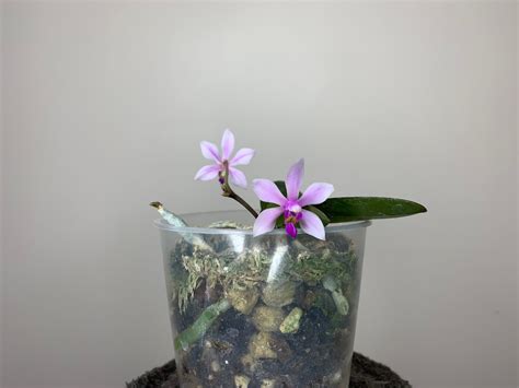 Phalaenopsis wilsonii