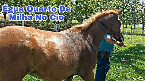 Égua Prenha Pode Entrar No Cio