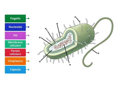 3 Cellula Procariota Diagrama Con Etiquetas