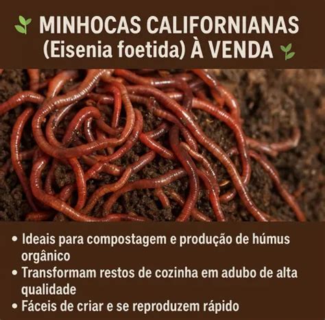 Melhores Especies De Minhoca Para Adubacao No Brasil - "minhocas venda" no Brasil