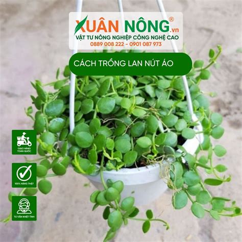 Cách trồng lan nút áo năng suất cao 