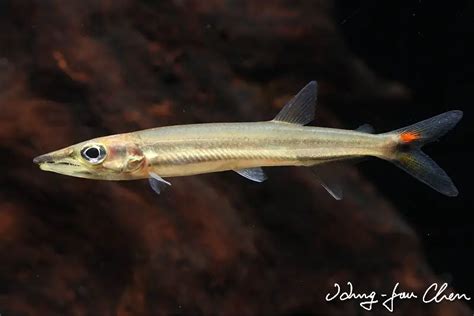 Acestrorhynchus Isalineae — Seriously Fish