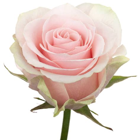 Rose Frutteto – The Queen's Flowers