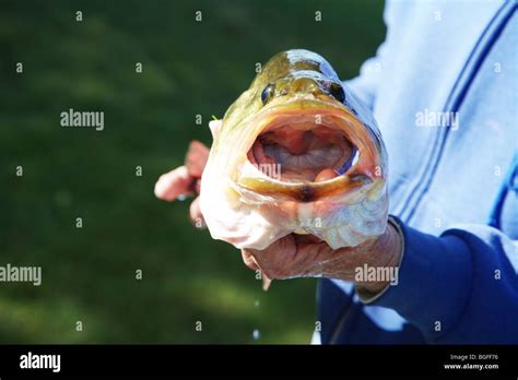 close  hands holding large mouth bass showing large open mouth stock