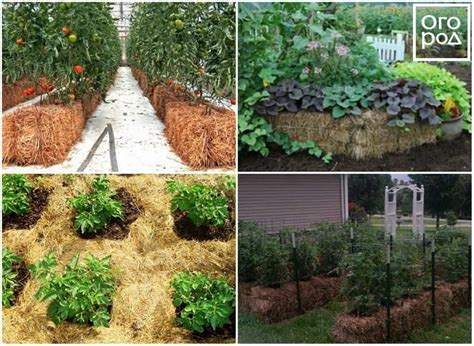 Высокие грядки из соломы | Огород, Огородничество, Дизайн сада