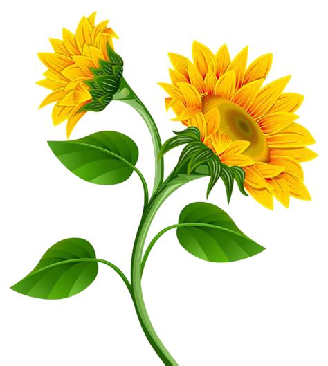 sunflower photo transparent hq png  freepngimg