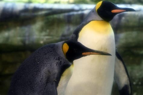 Una pareja de pingüinos gay adoptó un huevo para intentar tener una cría Infobae