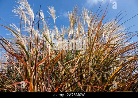 Miscanthus Sinensis Positano Stock Photo Alamy