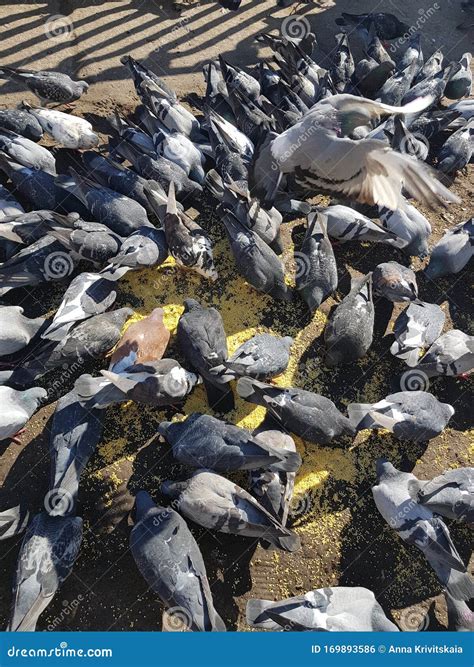 Many pigeons eat grain stock photo. Image of bird, concrete - 169893586